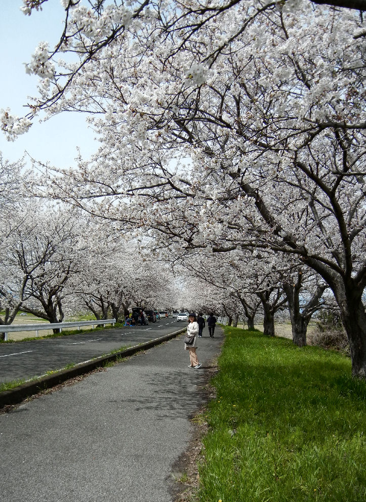 sakura along oogure dike.jpg